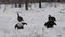 Black Grouses lekking on the snow. Male and Female  birds. Scientific name : Tetrao Tetrix. Natural habitat. Early Spring