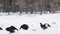 Black Grouses lekking on the snow. Male and Female  birds. Scientific name : Tetrao Tetrix. Natural habitat. Early Spring