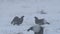 Black Grouses lekking on the snow. Males. Scientific name : Tetrao Tetrix. Natural habitat. Early Spring