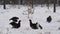 Black Grouses lekking on the snow. Males. Scientific name : Tetrao Tetrix. Natural habitat. Early Spring