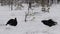 Black Grouses lekking on the snow. Males. Scientific name : Tetrao Tetrix. Natural habitat. Early Spring