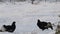 Black Grouses lekking in the snow. Males. Scientific name : Tetrao Tetrix. Natural habitat. Early Spring