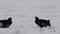 Black Grouses lekking in the snow. Males. Scientific name : Tetrao Tetrix. Natural habitat. Early Spring
