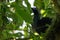 Black Guan