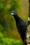 Black Guan, Chamaepetes unicolor, portrait of dark tropic bird with blue bill and red eyes, animal in the mountain tropical forest