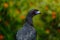 Black Guan, Chamaepetes unicolor, portrait of dark tropic bird with blue bill and red eyes, orange bloom flower, animal in the