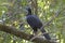 Black Guan in the Forest