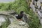 Black Guillemot