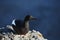 Black guillemot - Arctic bird