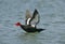 Black guillemot, Cepphus grylle