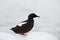 Black Guillemot, Cepphus grylle, black water bird with red legs, sitting on the ice with snow, animal in the nature habitat