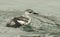 A Black Guillemot Cepphus grylle diving for fish in the harbour in Eastbourne, Uk.