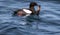 Black Guillemot, Cepphus grylle, with rock gunnel fish in water