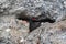 Black Guillemot near its nest in concrete wall