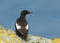 Black guillemot on a rock with a fish in the beak