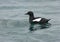 Black Guillemot, Zwarte Zeekoet, Cepphus grylle