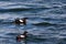 Black guillemots, Belfast, Northern Ireland