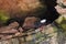 Black guillemots in nesting cavitiy