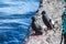 Black Guillemots on a pier in Scotland