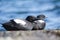 Black Guillemots on a pier in Scotland