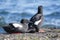 Black Guillemots on a pier in Scotland