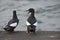 Black Guillemots Scotland