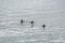 Black guillemots swimming around the sea.