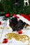 Black guinea pig among new years decoration