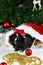 Black guinea pig among new years decoration