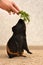 Black guinea pig stands on its hind legs