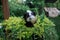 Black guinea pig in yellow flower