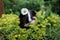 Black guinea pig in yellow flower