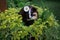 Black guinea pig in yellow flower