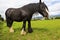 Black Gypsy horse aka Gypsy Vanner or Irish Cob grazes on pasture