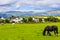 Black Gypsy horse aka Gypsy Vanner or Irish Cob grazes on pasture