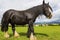 Black Gypsy horse aka Gypsy Vanner or Irish Cob grazes on pasture