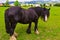 Black Gypsy horse aka Gypsy Vanner or Irish Cob grazes on pasture