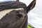 Black Gypsy horse aka Gypsy Vanner or Irish Cob poses close to t