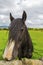 Black Gypsy horse aka Gypsy Vanner or Irish Cob poses close to t