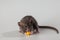 A black-haired rat eats cheese. Rodent isolated on a gray background. Animal portrait for cutting and lettering