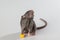 A black-haired rat eats cheese. Rodent isolated on a gray background. Animal portrait for cutting and lettering
