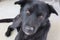 A black-haired stray dog â€‹â€‹looks at the camera with sad, pitiful eyes.