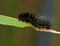 Black Hairy Caterpillar with Red Head