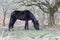 Black hairy with long mane poor wild horse eats dry grass in res