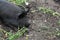 A black hairy pig sat resting in a pigsty