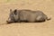 Black and hairy wild boar lying on the ground