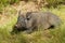 Black and hairy wild boar lying on the ground