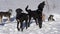 Black half breed sled dogs on leash barks before winter sport competition