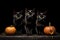 black halloween cats with pumpkins