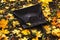 Black handbag on the ground covered by golden fallen autumn leaves of maple. Autumn mood